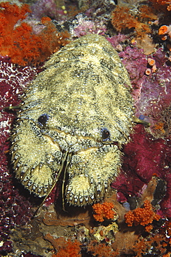 Slipper Lobster (Scyllarides haanii).
Indonesia
   (RR)