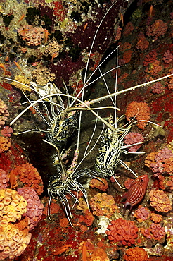 Spiny Lobster (Panulirus femoristriga).
Wakatobi, Onemobaa Island, Indonesia
   (RR)