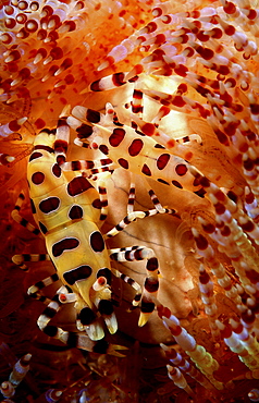 Commensal Shrimps (Periclimenes colemani). Mabul Island, Borneo, Malaysia.   (RR)  