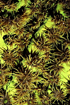 Green branching coral (Species unknown).
Wakatobi, Onemobaa Island, Indonesia
   (RR)