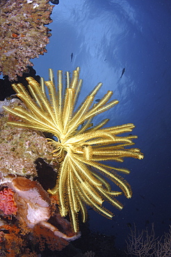 Crinoid (Species unknown).
Wakatobi, Onemobaa Island, Indonesia
   (RR)