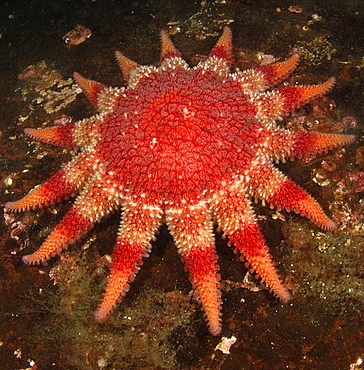 Common Sunstar (Crossaster Papposus).
St Abbs Head, Scotland, UK, North Sea.
