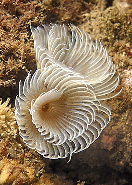 Feather Duster Worm (Species unknown) Babbacombe, Torquay, South Devon, UK
Restricted resolution (Please contact us).   (RR)