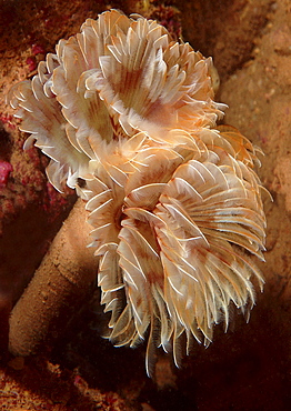 Feather Duster Worm (Species unknown) Babbacombe, Torquay, South Devon, UK
