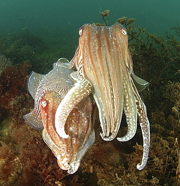 Common Cuttlefish (Sepia officinalis). Pair amongst seaweed, on seabed.
Babbacombe, Torquay, South Devon, UK.
