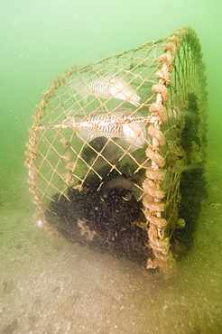 Cuttlefish (Sepia officinalis) Captured in fishing cage.
Babbacombe, Torquay, South Devon, UK
