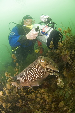 Cuttlefish (Sepia officinalis) Two in courtship/mating, being filmed by diver. 
Babbacombe, Torquay, South Devon, UK
