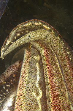 Cuttlefish (Sepia officinalis) Close up of arms. 
Babbacombe, Torquay, South Devon, UK
   (RR)