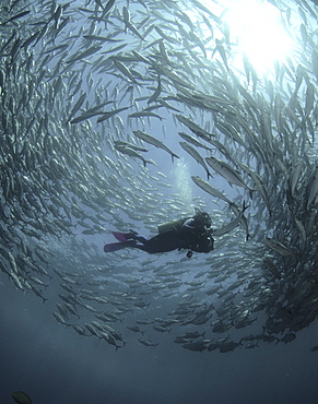 Diver & Shoal of Fish (Species unknown).
Sipadan Island, Borneo, Malaysia
Restricted resolution (Please contact us).   (RR)