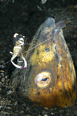 Black finned snake eel (Ophictus Melanochir) with short hand commensal shrimp (Palaemonidae).
Lembeh Straits, Indonesia.
                               (RR)