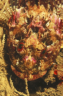 Scorpionfish (Scorpaena scrofa).
Sardinia, Italy   (RR)