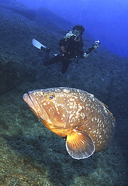 Dusky Grouper (Epinephelus marginatus) with Diver. 
Sardinia, Italy

Restricted Resolution (please contact us)   (RR)