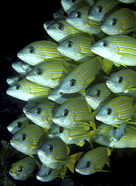 Bluelined Snapper (Lutjanus kasmira).
Angaga House Reef, Maldives, Indian Ocean

Restricted resolution (Please contact us)   (RR)