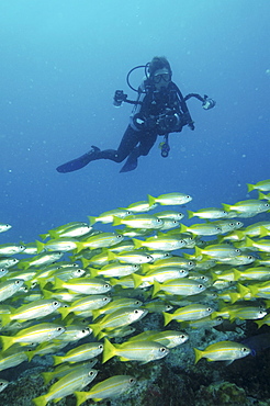 Bigeye Snapper (Lutjanus lutjanus) with Diver.
Seychelles
   (RR)