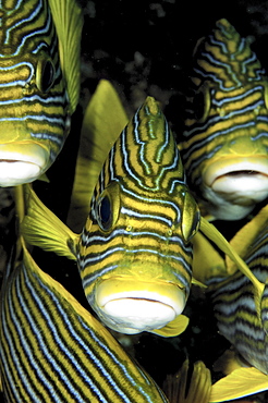 Ribbon Sweetlips (Plectorhinchus albovittatus).
Location unknown
   (RR)