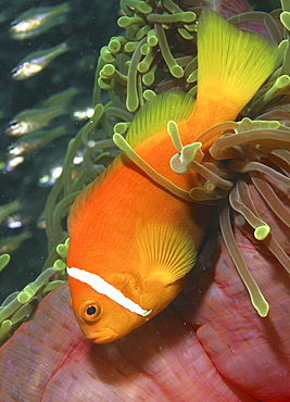 Pink Anemonefish (Amphiprion perideraion).
Angaga House Reef, Maldives, Indian Ocean

Restricted resolution (Please contact us).   (RR)