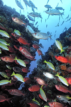 Big Eye and Striped Grunts.
Seychelles, Indian Ocean                 
   (RR)