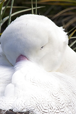 A Wandering Albatross; Diomedea exulans, the bird with the largest wing span on the planet, at around 11 feet 6 inches, nesting on Prion Island, South Georgia, Southern Ocean.