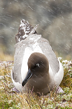 A  Light Mantled Albatross, or Light Mantled Sooty Albatross, Phoebetria palpebrata, on South Georgia, on nesting cliffs at Grytviken.