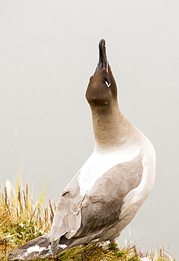 A  Light Mantled Albatross, or Light Mantled Sooty Albatross, Phoebetria palpebrata, on South Georgia, on nesting cliffs at Grytviken, calling to its mate.