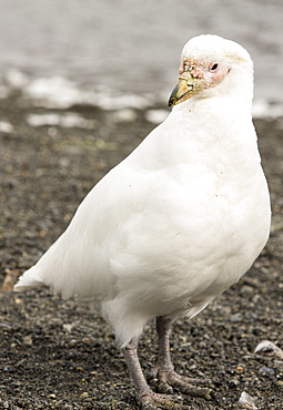 A Snowy Sheathbill, Chionis albus, in a King Penguin colony at Gold Harbour, South Georgia.