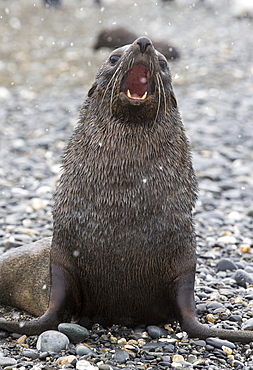 A Bull Antarctic Fur Seal (Arctocephalus gazella) at Salisbury Plain, South Georgia, Southern Ocean, showing a threat display.