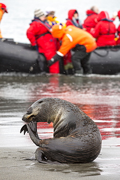 A female Antarctic Fur Seal (Arctocephalus gazella) at Salisbury Plain, South Georgia, Southern Ocean, with a zodiak full of passengers from an expedition cruise.