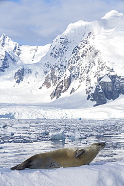 Crabeater Seal, Lobodon carcinophaga on an iceberg in Paradise Bay, Antarctica. 