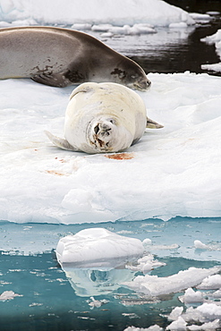 Crabeater Seal, Lobodon carcinophaga on an iceberg in Paradise Bay, Antarctica. 