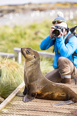 A female Antarctic Fur Seal (Arctocephalus gazella) on Prion Island, South Georgia, Southern Ocean, and a wildlife photographer.