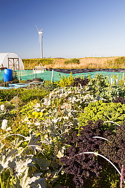 The organic community garden at Mount Pleasant Ecological Park, Porthtowan, Cornwall, UK.