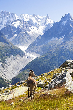 Ibex, Capra ibex on the Aiguille rouge above Chamonix, France, in front of the rapidly retreating Mer De Glace.