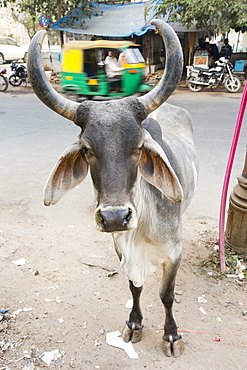 Brahman cow in Ahmedabad, India.