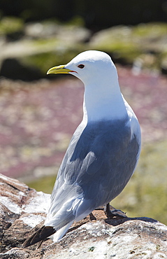 A Kittiwake, Rissa tridactyla, on the Farne Islands, Northumberland, UK, next to a pool with red algae. Kittiwakes have declined drastically due to climate change causing their main fish prey species to migrate further north to find cooler sea temperatures.