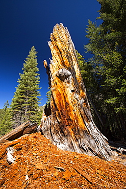 A dead tree in the Little Yosemite Valley, Yosemite National Park, California, USA.