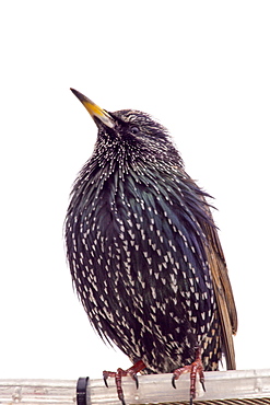 A Common Starling, Sternus vulgaris in Seahouses, Northumberland, UK.