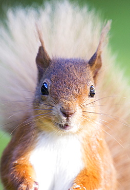 Red Squirrel feeding at Haweswater, Lake District, UK.