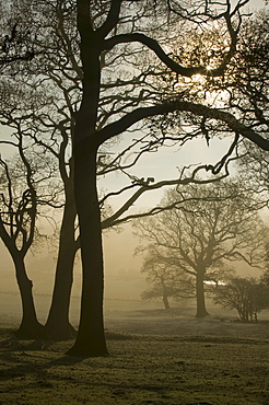 Autumn mists near Orton in Cumbria, England, United Kingdom, Europe