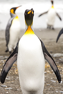 King Penguins in the world's second largest King Penguin colony on Salisbury Plain, South Georgia, Southern Ocean.