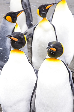 King Penguins in the world's second largest King Penguin colony on Salisbury Plain, South Georgia, Southern Ocean.