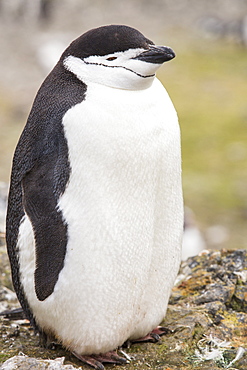 A Chinstrap Penguin, Pygoscelis antarctica, at Hannah Point on Livingston Island in the South Shetland Islands, Antarctic. Behind the penguin is lots of greenery, plants that are expanding as the Antarctic Peninsular warms as a result of climate change,