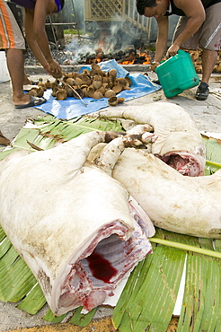 Pigs slaughtered for a funeral feast on Funafuti, Tuvalu, Pacific