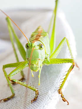 A closeup of a grasshopper.