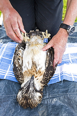 On Friday 11th July 2014, the Young Ospreys that nest on Bassenthwaite in the Lake District National Park, Cumbria, UK, are ringed and fitted with a satelite tracker. they are ringed by Pete Davis, a licensed bird ringer, and the satelite tracker is fitred by Roy Dennis. Roy is theonly person in the UK, licensed to fit satelite trackers to birds of prey. The tracing is part of the Bassenthwaite Osprey project, to see whereabouts in Africa the young migrate to, before returning hopefully to the UK to nest.Ospreys recolonized the Lake district in 2001, after an absence ovf over 150 years. In the last fourteen years of breeding over half a million people have visited the project to view these spectacular fish eating birds.