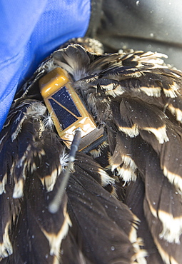 On Friday 11th July 2014, the Young Ospreys that nest on Bassenthwaite in the Lake District National Park, Cumbria, UK, are ringed and fitted with a satelite tracker. they are ringed by Pete Davis, a licensed bird ringer, and the satelite tracker is fitred by Roy Dennis. Roy is theonly person in the UK, licensed to fit satelite trackers to birds of prey. The tracing is part of the Bassenthwaite Osprey project, to see whereabouts in Africa the young migrate to, before returning hopefully to the UK to nest.Ospreys recolonized the Lake district in 2001, after an absence ovf over 150 years. In the last fourteen years of breeding over half a million people have visited the project to view these spectacular fish eating birds.