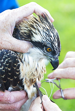 On Friday 11th July 2014, the Young Ospreys that nest on Bassenthwaite in the Lake District National Park, Cumbria, UK, are ringed and fitted with a satelite tracker. they are ringed by Pete Davis, a licensed bird ringer, and the satelite tracker is fitred by Roy Dennis. Roy is theonly person in the UK, licensed to fit satelite trackers to birds of prey. The tracing is part of the Bassenthwaite Osprey project, to see whereabouts in Africa the young migrate to, before returning hopefully to the UK to nest.Ospreys recolonized the Lake district in 2001, after an absence ovf over 150 years. In the last fourteen years of breeding over half a million people have visited the project to view these spectacular fish eating birds.