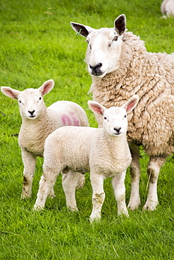 Sheep and lambs in a field in Kirkoswold, Eden Valley, Cumbria, UK.