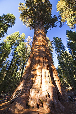 The General Sherman tree a Giant Redwood, or Sequoia, Sequoiadendron giganteum, in Sequoia National Park, California, USA.It is one of the largest tree on the planet.