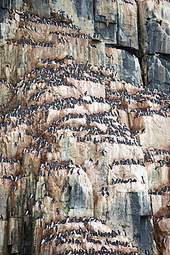 Sea bird nesting cliffs at Aalkefjellet 79 Ãä 36‚Äôn 18 Ãä 27‚Äôe Hinlopenstretet Spitsbergen; Svalbard, home to over 60,000 pairs of Brunnichs Guillemots (Uria lomvia)