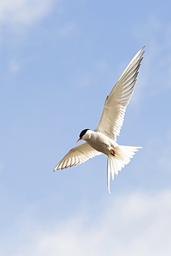 An Arctic Tern (Sterna paradisaea) in Longyearbyen, Svalbard driving off an intruder near its nest.